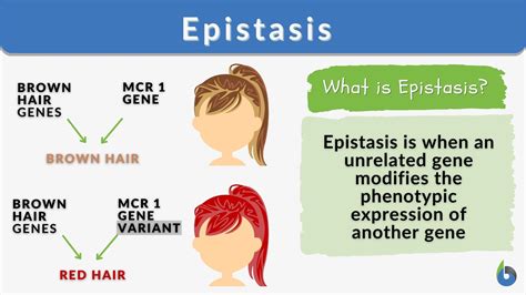 Epitasis